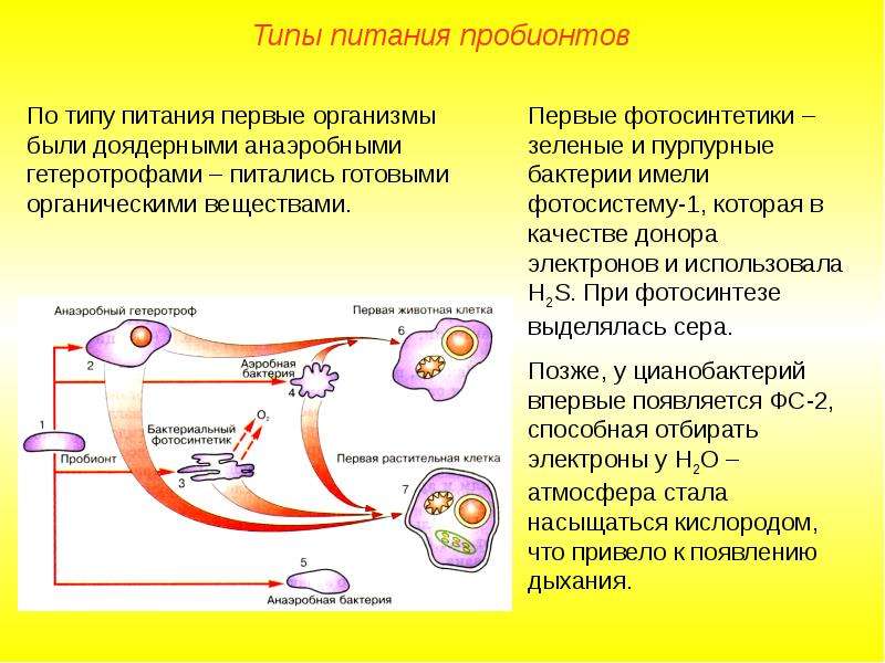 Первый организм. Тип питания первых пробионтов.. Гипотезы абиогенеза гипотеза биохимической эволюции. По типу питания первые организмы были. Первые организмы пробионты.