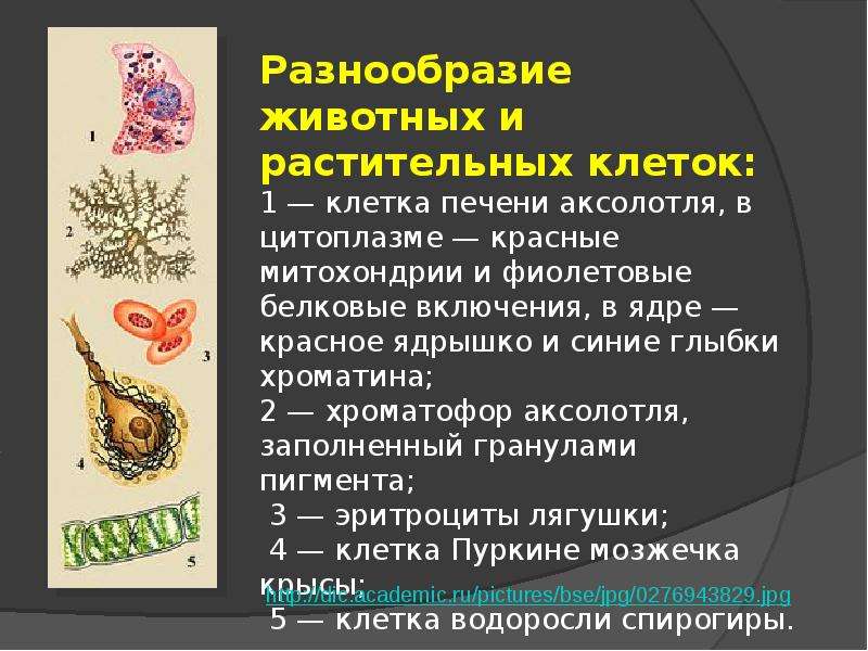 Разнообразие клеток. Разнообразие животных и растительных клеток. Многообразие клеток доклад. Многообразие клеток презентация.