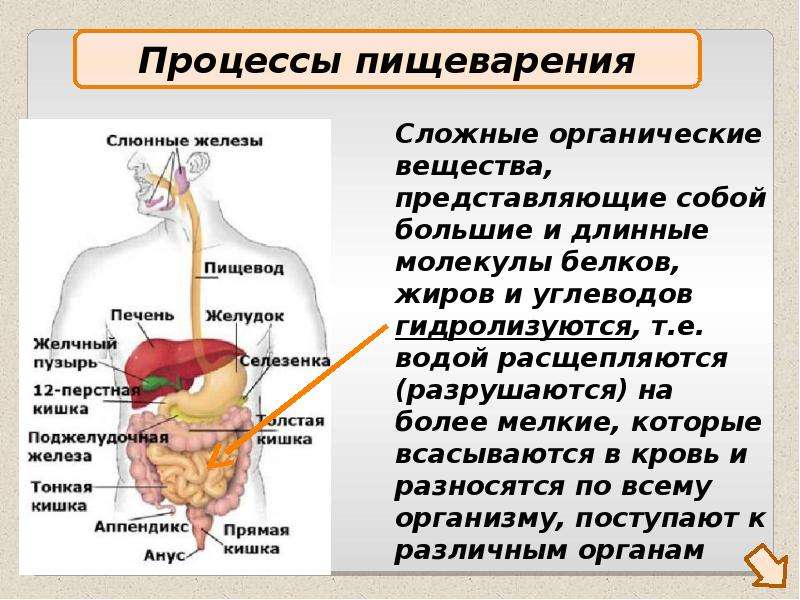 Пищеварительный процесс человека. Процесс пищеварения. Процесс переваривания пищи в организме. Схема процесса пищеварения. Пищеварение процесс пищеварения.