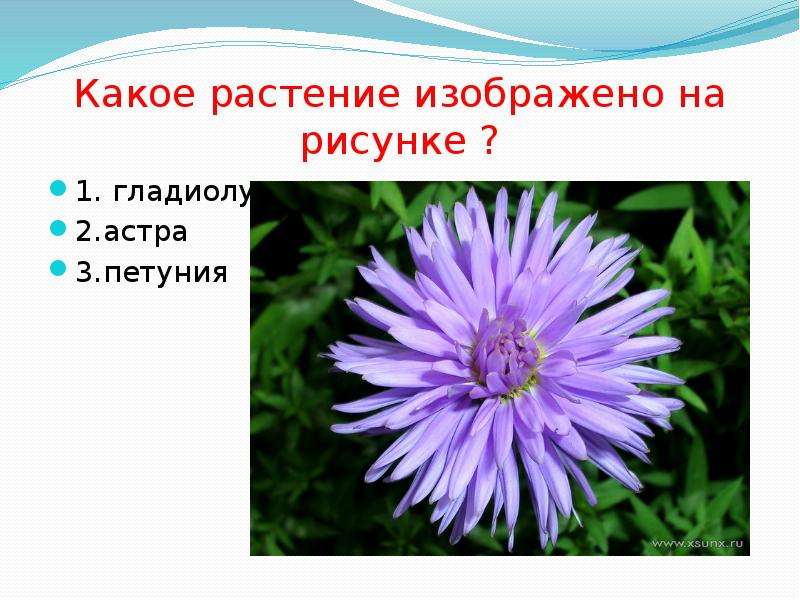 Цветок является. Астра 1 класс. Астра дикорастущее или. Астра окружающий мир 1 класс. Астры презентация 1 класс.