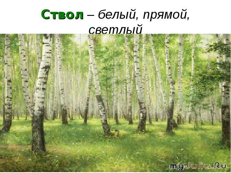 Здесь светло. Растения березовой Рощи. Растительность в березовой роще. Березовый лес растения. Березовые леса презентация.