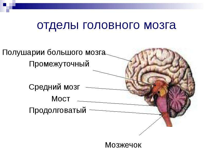 Биология 8 класс головной мозг презентация 8 класс