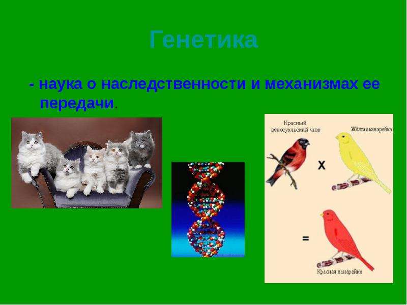 Наука о наследственности. Генетика животных. Механизм наследственности. Наука о животных генетика. Что такое генетика животных в биологии.