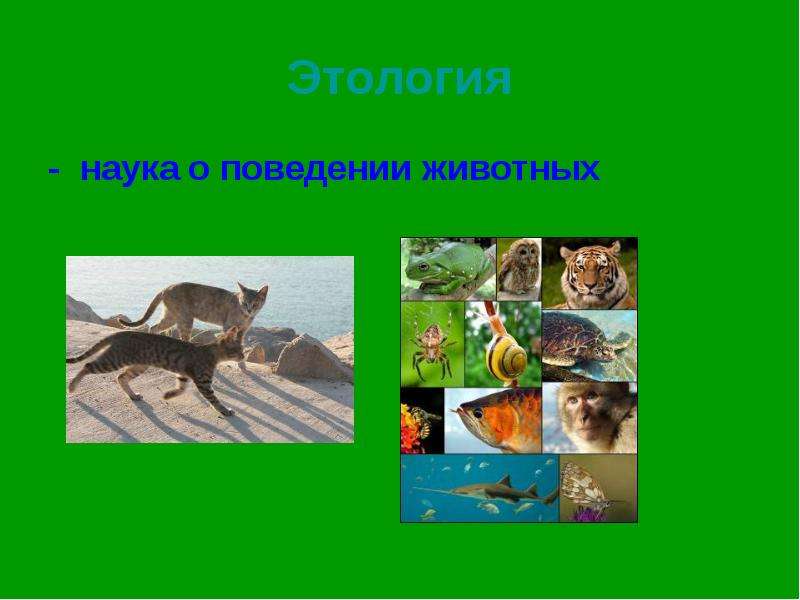 Поведение животных 6 класс. Этология наука о поведении жив. Поведение животных этология. Этология презентация. Этология животных презентация.