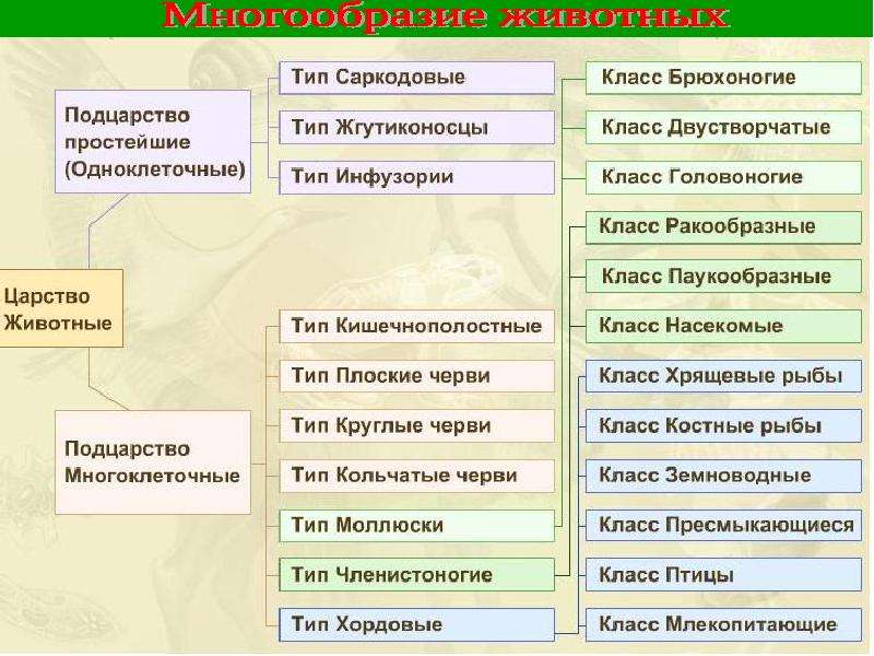 Презентация мир животных 7 класс информатика