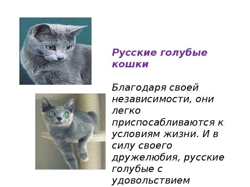 Кошки презентация 1 класс