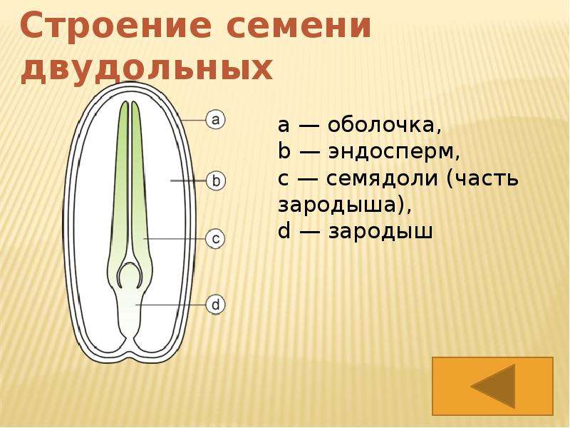 Строение двудольных. Строение семени. Семена строение. Строение огурца.