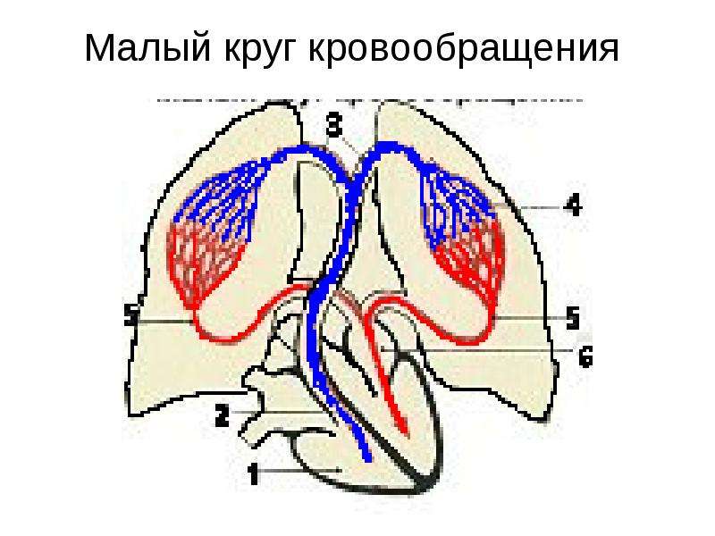 Объясните какой круг кровообращения изображен на рисунке какими буквами обозначены сосуды в которых