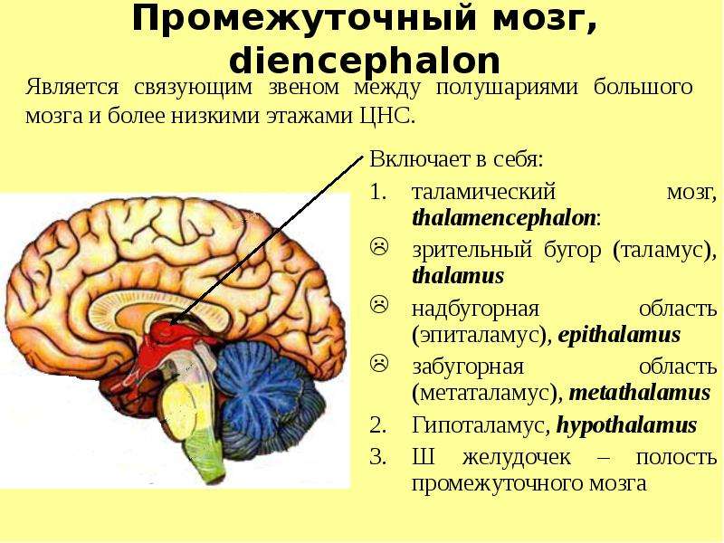Таламус и гипоталамус какой отдел мозга. Промежуточный мозг таламическая. 3 Желудочек головного мозга и гипоталамус. Метаталамус эпиталамус субталамус. Таламическая область промежуточного мозга.