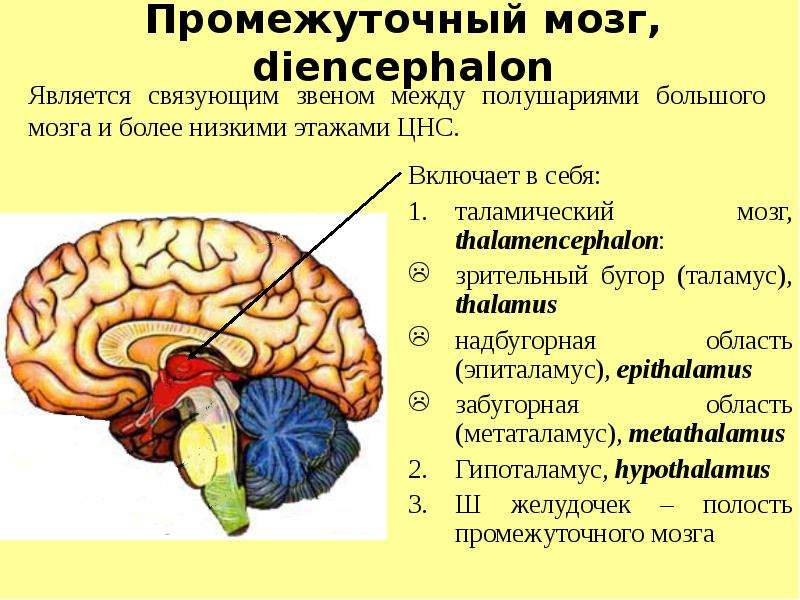 Метаталамус промежуточного мозга функции. Надбугорная область промежуточного мозга. Метаталамус эпиталамус субталамус. Промежуточный мозг эпиталамус.