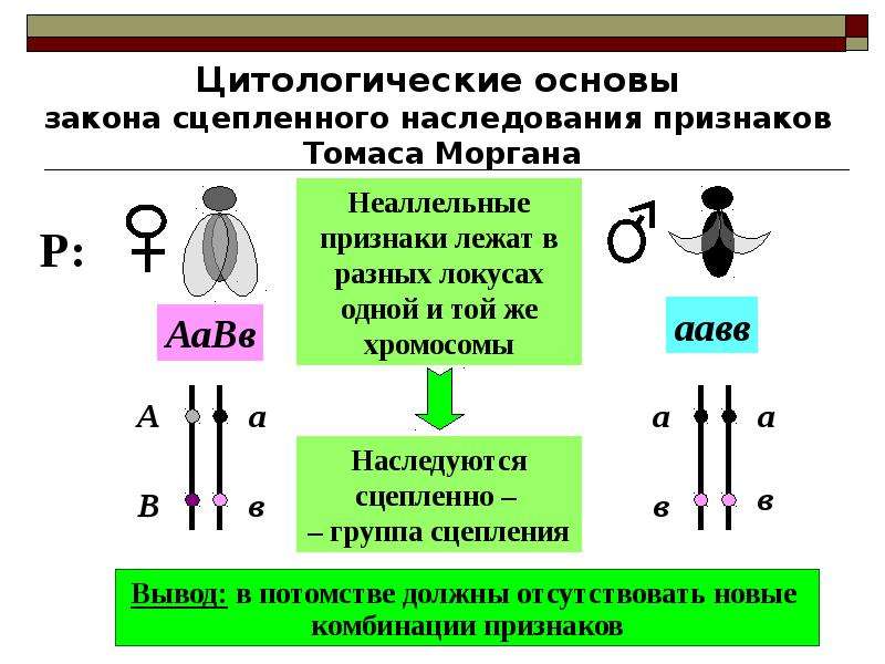 Сцепленное наследование генов презентация 9 класс