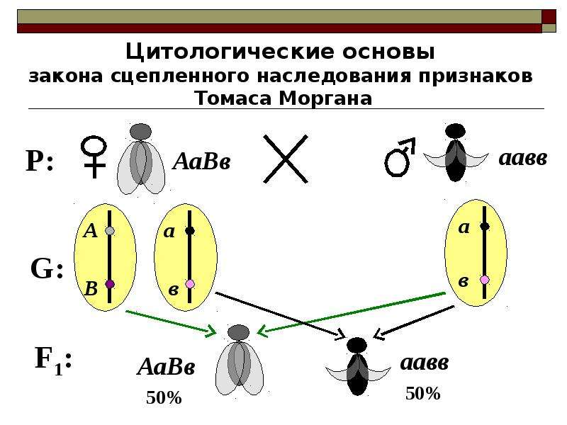 Закон моргана биология презентация