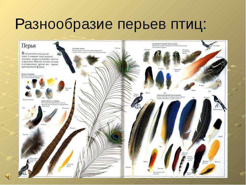  Разнообразие перьев птиц: 