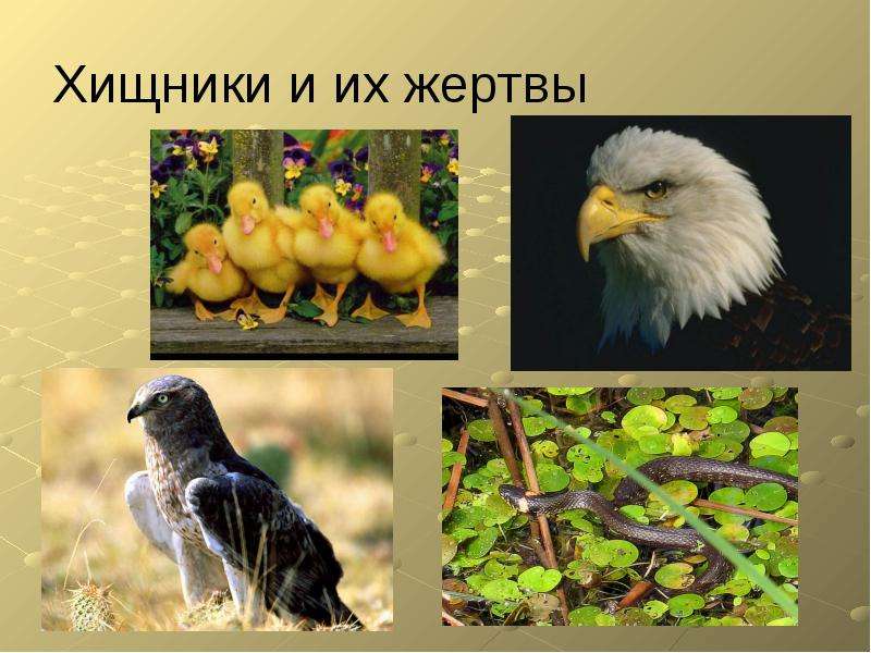 Урок-обобщение по теме: «Класс Птицы», слайд №9