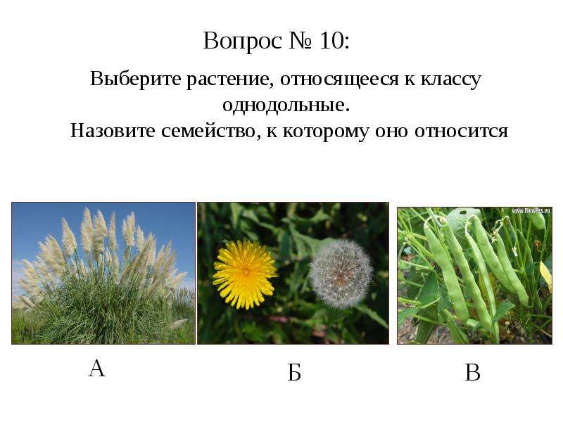 Биология 7 класс растения. Отдел Покрытосеменные цветковые растения. Вопросы по теме Покрытосеменные. Кормовые Покрытосеменные растения. Покрытосеменные растения степи.