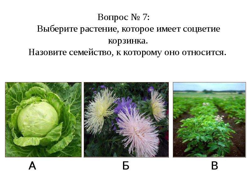 Отдел покрытосеменные цветковые растения 7 класс презентация