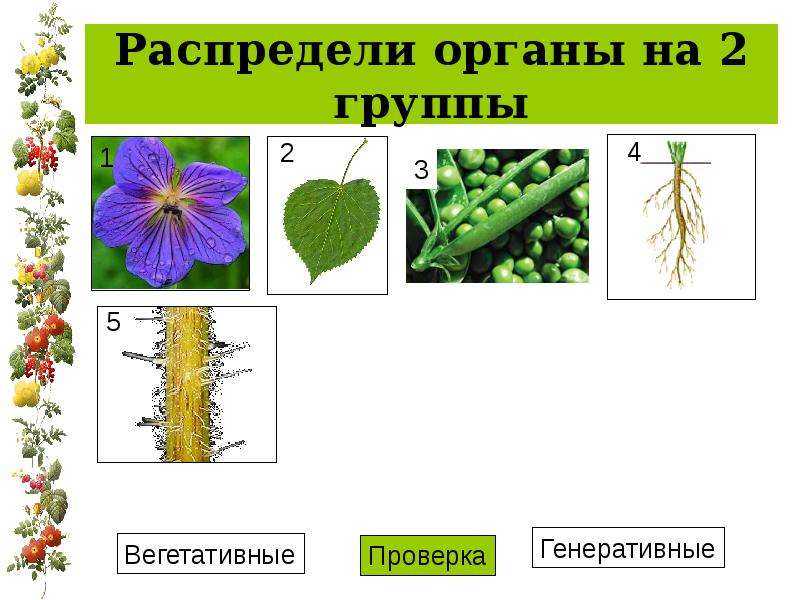 Цветок строение и значение презентация 6 класс. Распределите органы цветка на две группы. Распределить растения на две группы. Особенности строения растений Антропохория. Распределение органов по группам.