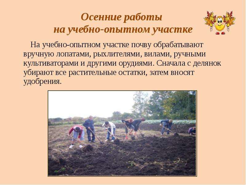 Осенние работы на учебно-опытном участке На учебно-опытном участке почву обрабатывают вручную лопата