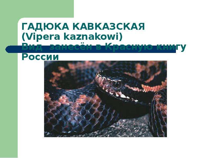 Вид занести. Кавказская гадюка красная книга Краснодарского края. Животные красной книги Краснодарского края Кавказская гадюка. Кавказская гадюка красная книга. Кавказская гадюка доклад.