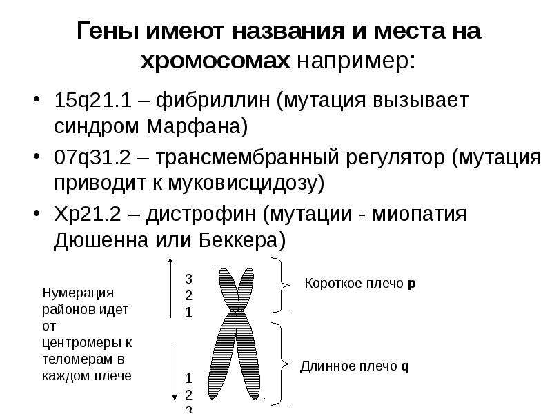 Классификация мутаций схема