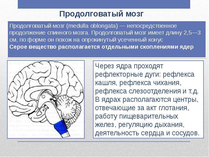 Продолговатый мозг функции таблица