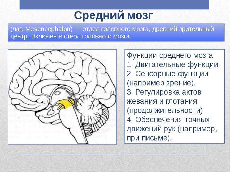 Функции среднего мозга 8 класс биология. Строение отдела среднего мозга. Строение среднего мозга в головном мозге. Строение среднего мозга анатомия. Средний мозг строение структура функции.