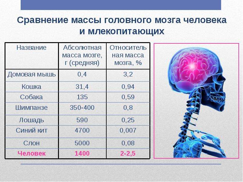 Объем головного мозга наибольшее. Объем головного мозга. Масса головного мозга. Масса человеческого мозга. Вес мозга взрослого человека.