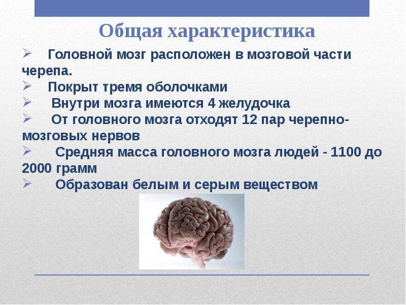 Факты про мозг. Общая характеристика головного мозга. Краткая характеристика головного мозга. Доклад о головном мозге. Сообщение про мозг человека.