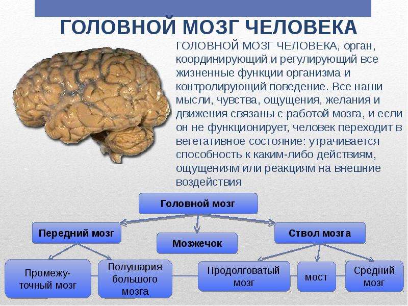 Тест по теме мозг 8 класс. Структуры головного мозга биология 8 класс. Мозг человека строение и функции. Функции головного мозга человека. Мозг описание.