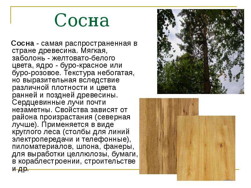Благодаря дереву свойств. Породы древесины. Лиственные породы древесины. Породы древесины сосна. Описание древесины сосны.