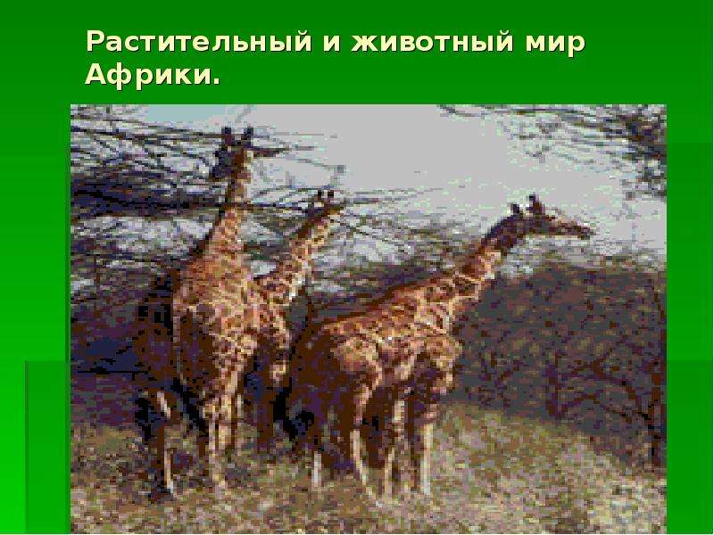 Животный мир африки презентация