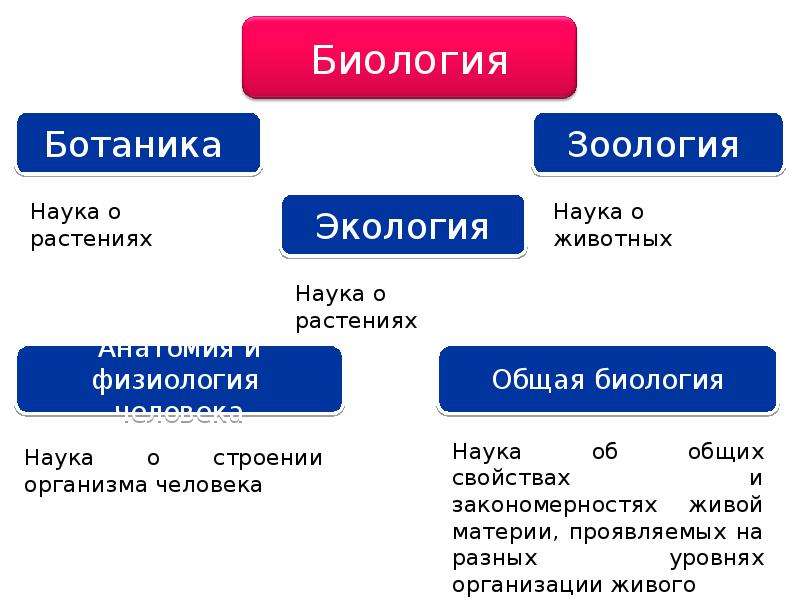 Биология ботаника. Наука о растениях. Биология ботаника Зоология. Биология Зоология экология. Общая биология Зоология ботаника\.