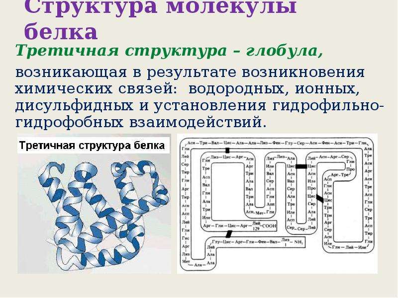 Третичная структура молекулы. Третичная структура белка глобула. Строение белковой молекулы. Структура молекулы белка. Строение белковых молекул.