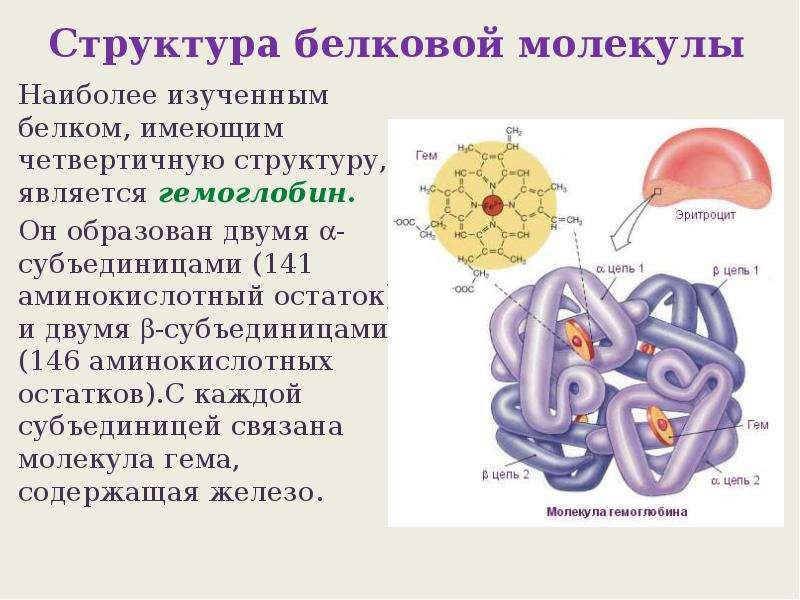 Структура молекул белков. Белковая молекула строение. Белки структура белковой молекулы. Структуры белковых молекул. Белковая молекула структура.