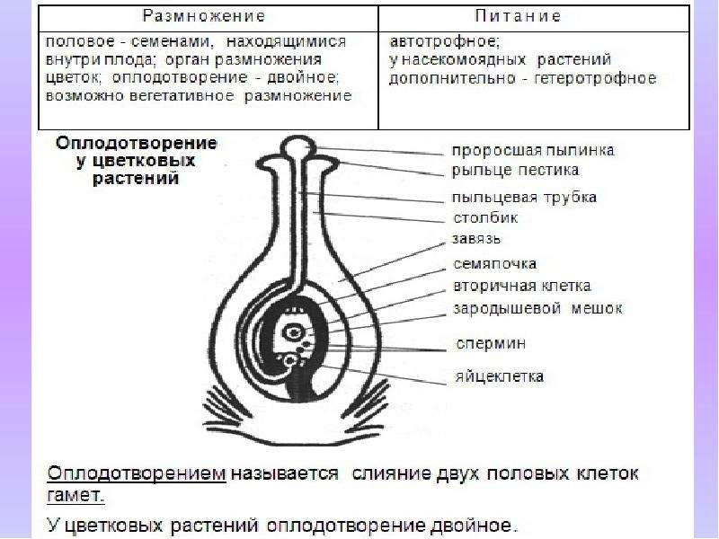 Презентация по биологии 6 класс размножение покрытосеменных растений