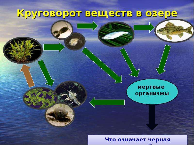 Экосистема озера схема