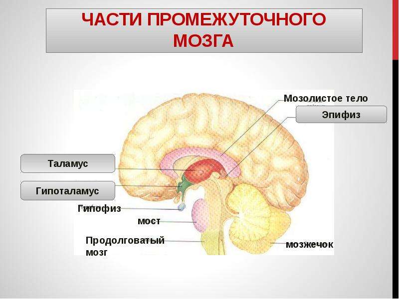 Промежуточный мозг на картинке