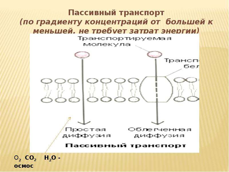 Диффузия по градиенту концентрации. Транспорт по градиенту концентрации. По градиенту концентрации это. Пассивный транспорт. Пассивный транспорт по градиенту концентрации.