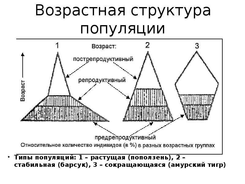 Типы возрастной структуры. Возрастная структура популяции растущая. Типы возрастной структуры популяций. Возрастной состав популяции. Половозрастная структура популяции.