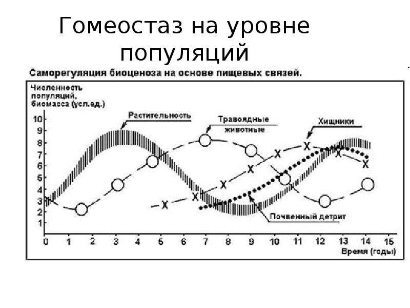 Гомеостаз уровни. Гомеостаз популяции. Уровни поддержания гомеостаза. Уровни регуляции гомеостаза. Гомеостаз уровень организации.