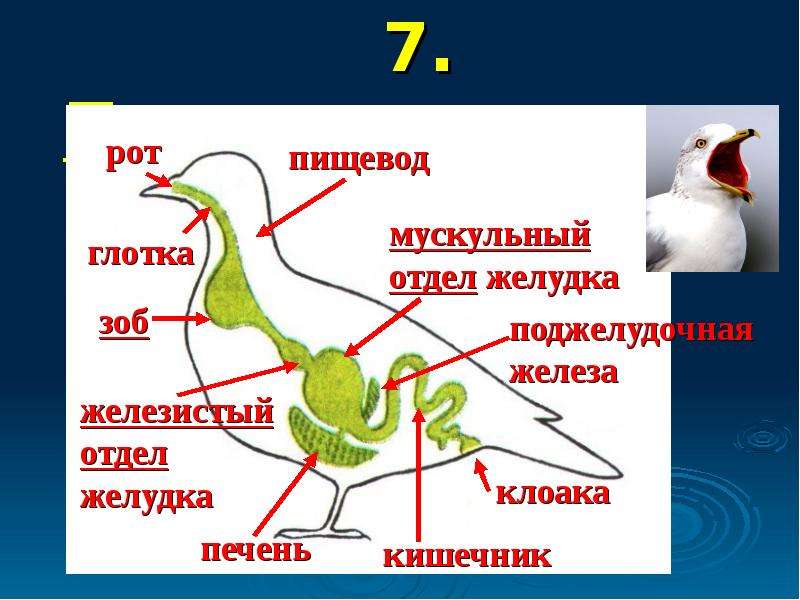 Пищеварение птиц схема