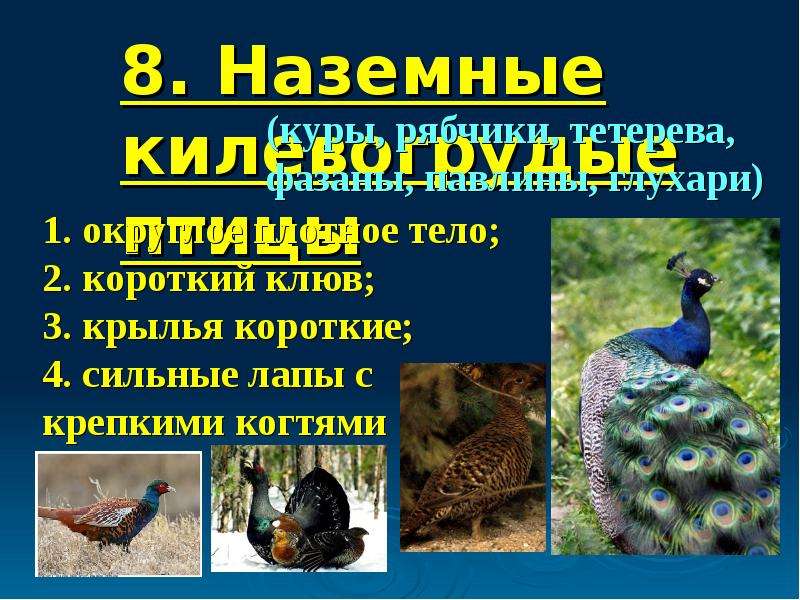 Килегрудые птицы презентация