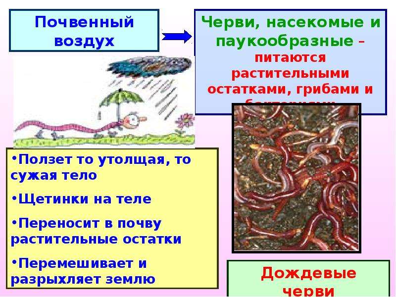 Сообщение о червях. Почвенные организмы. Почевный организм 5 класс. Чем питаются почвенные организмы.