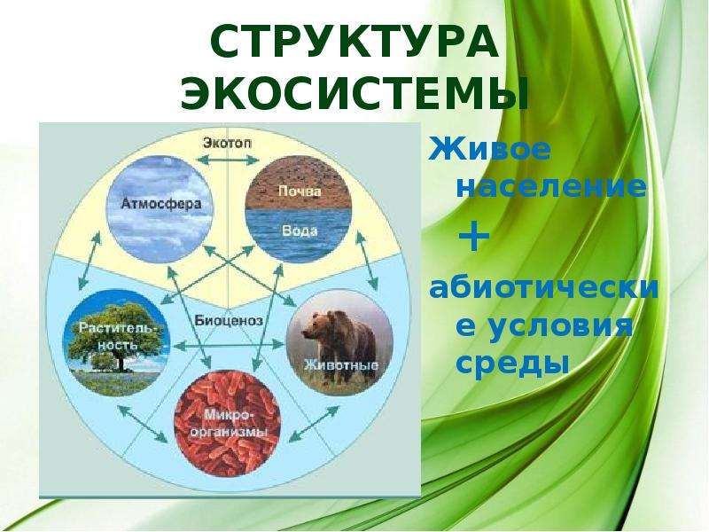 Из каких компонентов состоит экосистема. Экосистема биогеоценоз структура экосистемы. Экотоп и биоценоз. Структура биогеоценоза и экосистемы. Структура экосистемы схема.