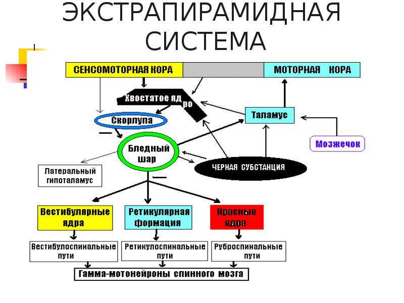 Экстрапирамидная система схема