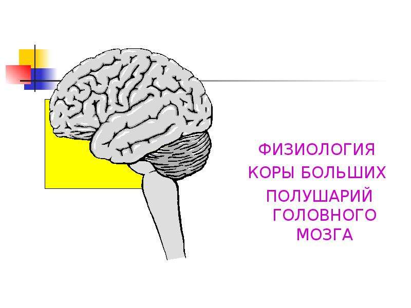 Физиология мозги. Физиология коры большого мозга. Кора больших полушарий физиология. Кора головного мозга для презентации. Физиология коры полушарий большого мозга.