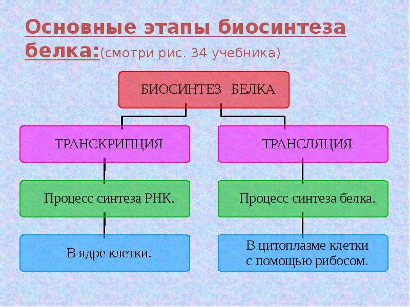 Презентация биосинтез белка 10 класс биология профильный уровень