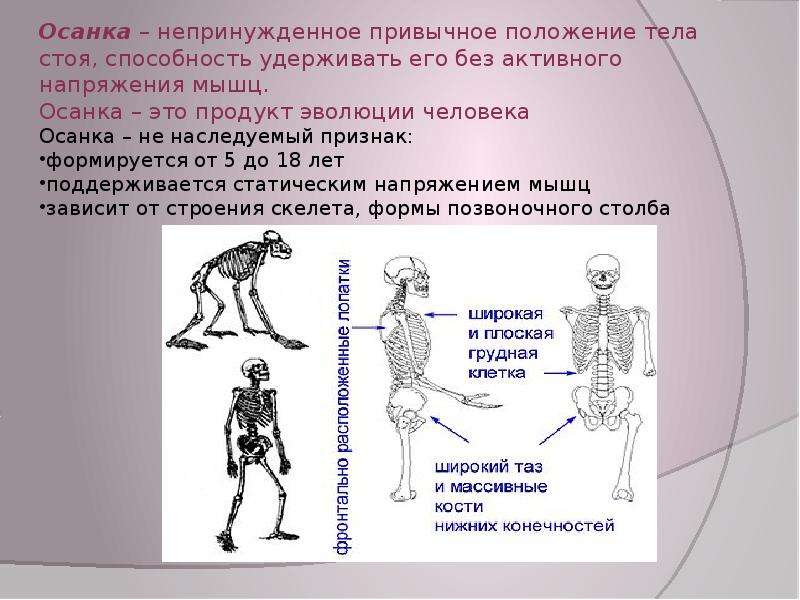 Развитие скелета. От чего зависит осанка человека. Осанка зависит от развития мышц. 12.От чего зависит осанка человека?. Как тело зависит от скелета.