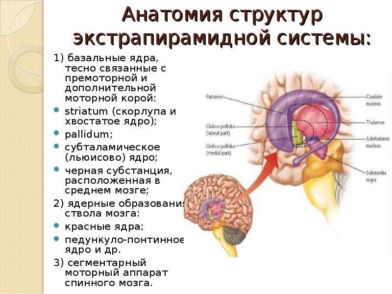 Ядра мозга образованы. Строение головного мозга базальные ганглии. Стриатум и паллидум. Скорлупа головного мозга функции. Функции ограды базальные ядра.