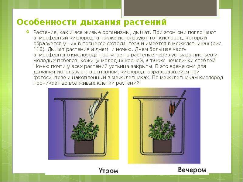 Сообщение на тему фотосинтез 6 класс. Дыхание растений. Опыты с растениями. Особенности дыхания растений. Опыт доказывающий дыхание растений.